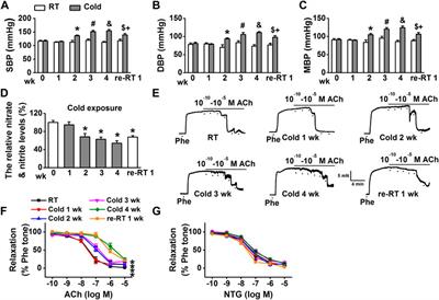 Aldosterone-stimulated endothelial epithelial sodium channel (EnNaC) plays a role in cold exposure–induced hypertension in rats